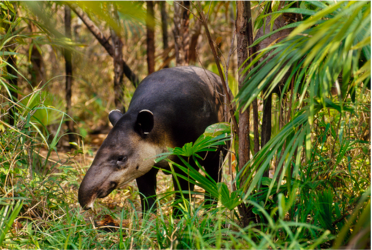 Горный тапир непарнокопытные