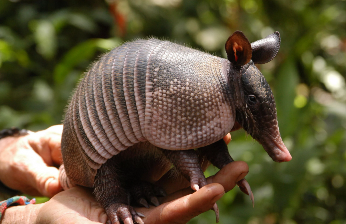 Девятипоясный броненосец