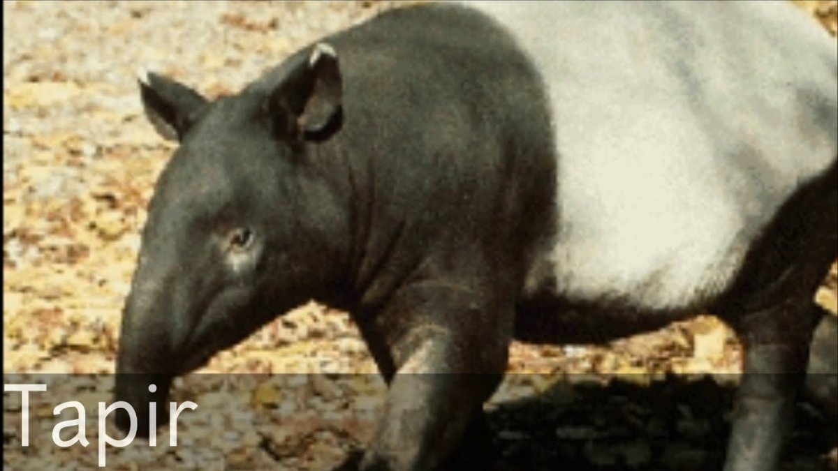 Тапир мифология