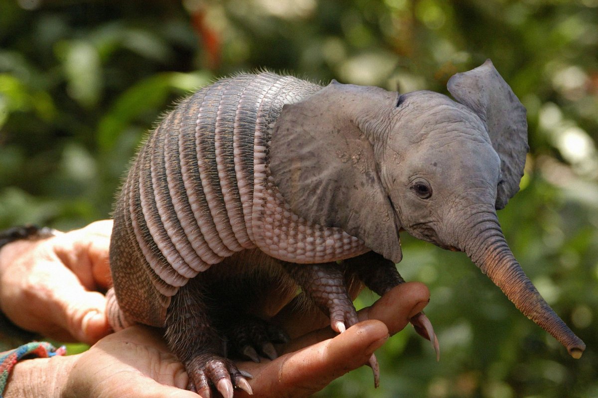 Странные животные