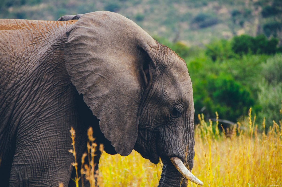 Африканский саванный слон