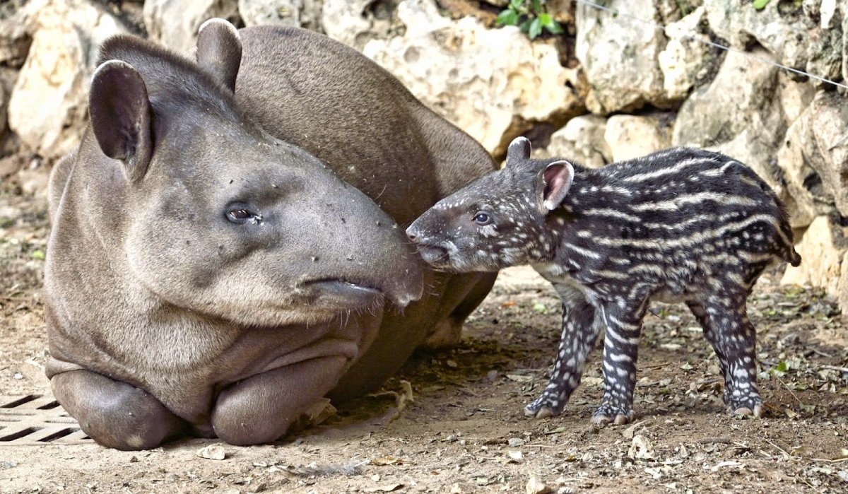 Чепрачный тапир детеныш
