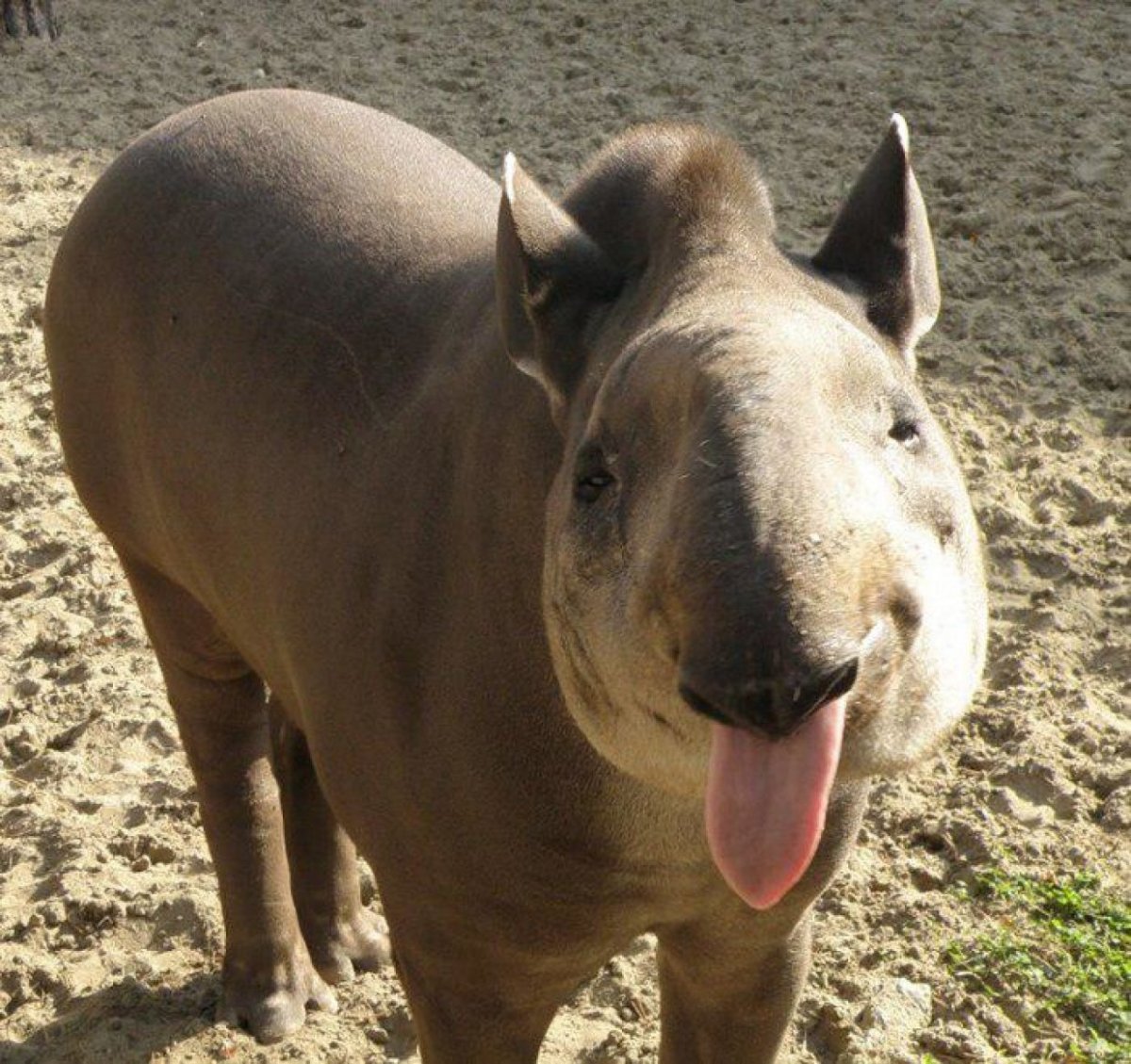 Непарнокопытные тапиры