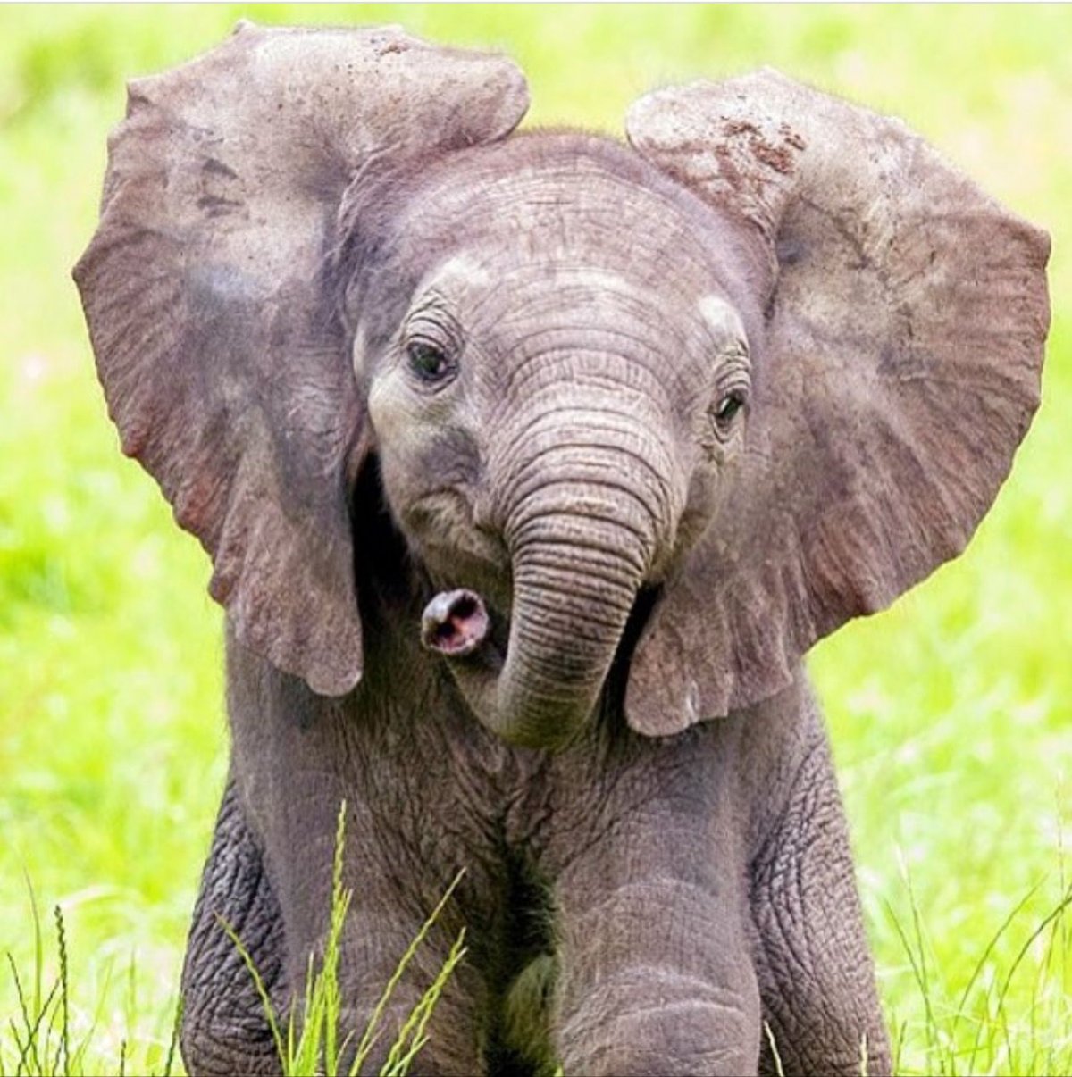 Милый Слоненок