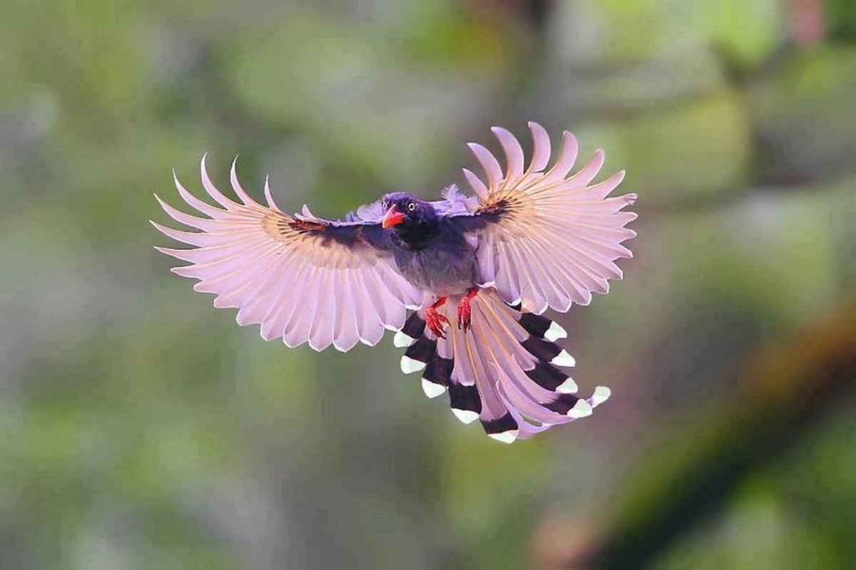 Венценосный мухоед