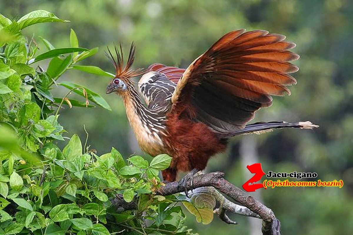 Южная Америка птица гоацин