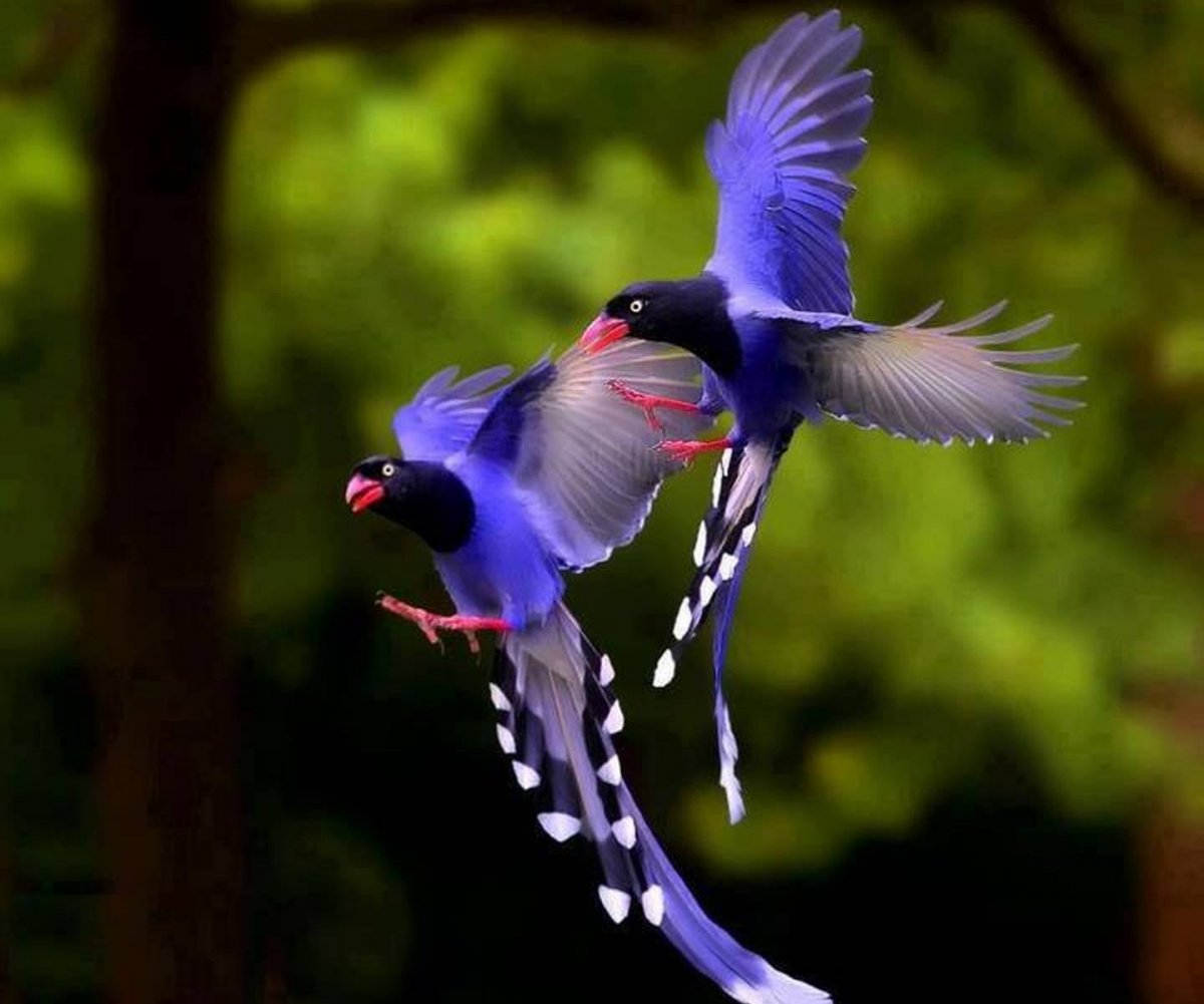 Местные птицы