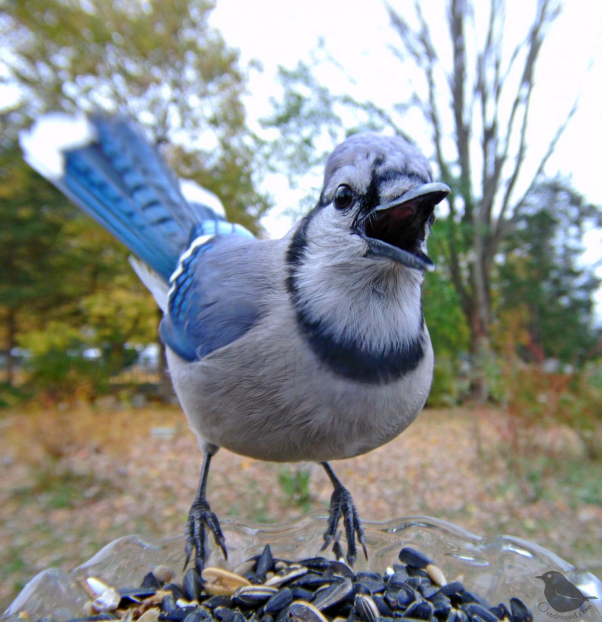 Пугливые птицы