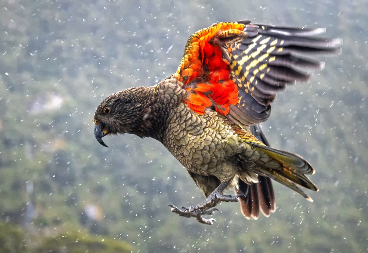 Сокол Сапсан гнездование