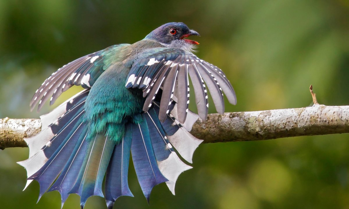 Толстоклювая Лазоревая сорока
