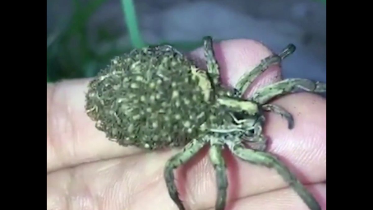 Паук волк с паучатами