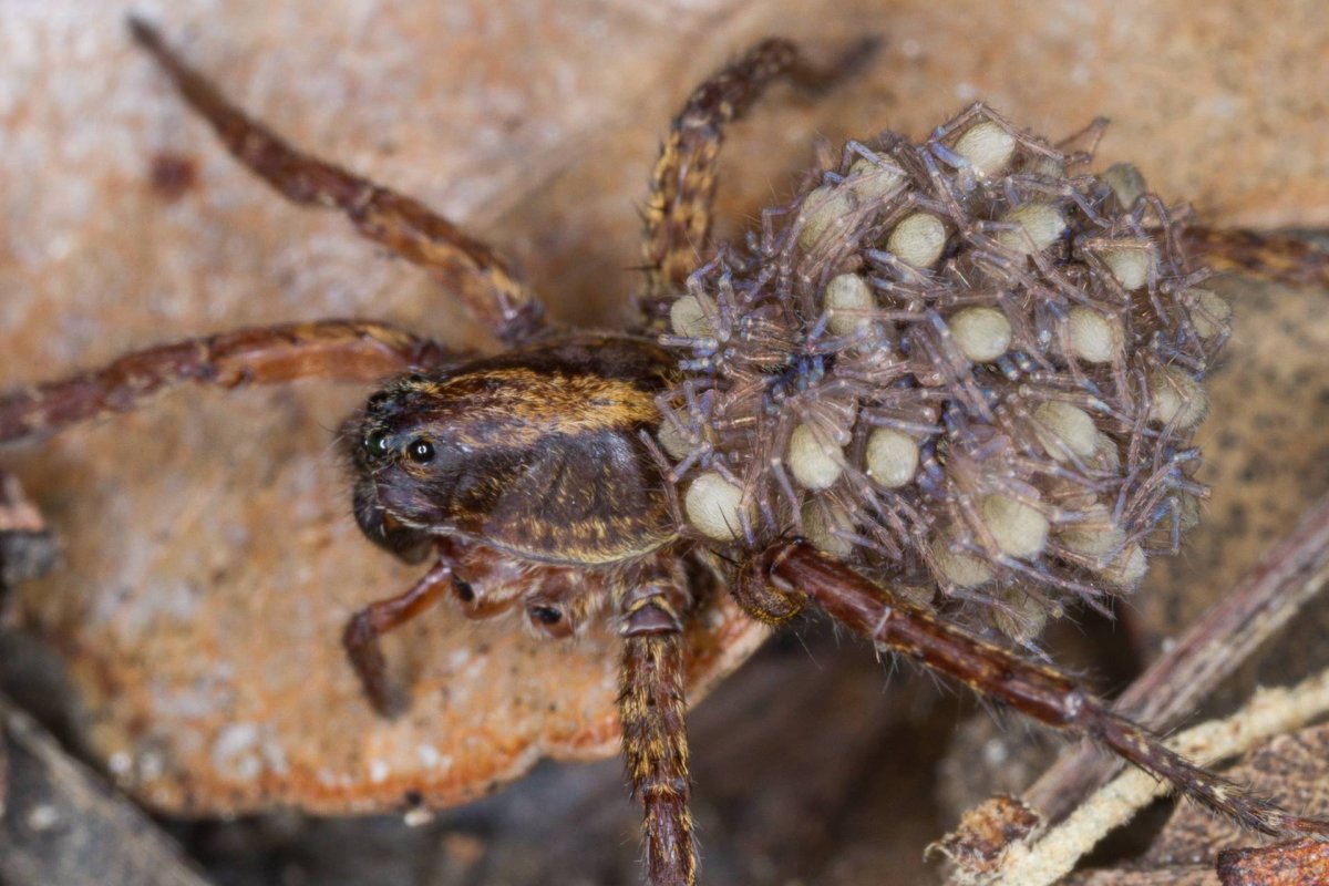 Южнорусский паук волк