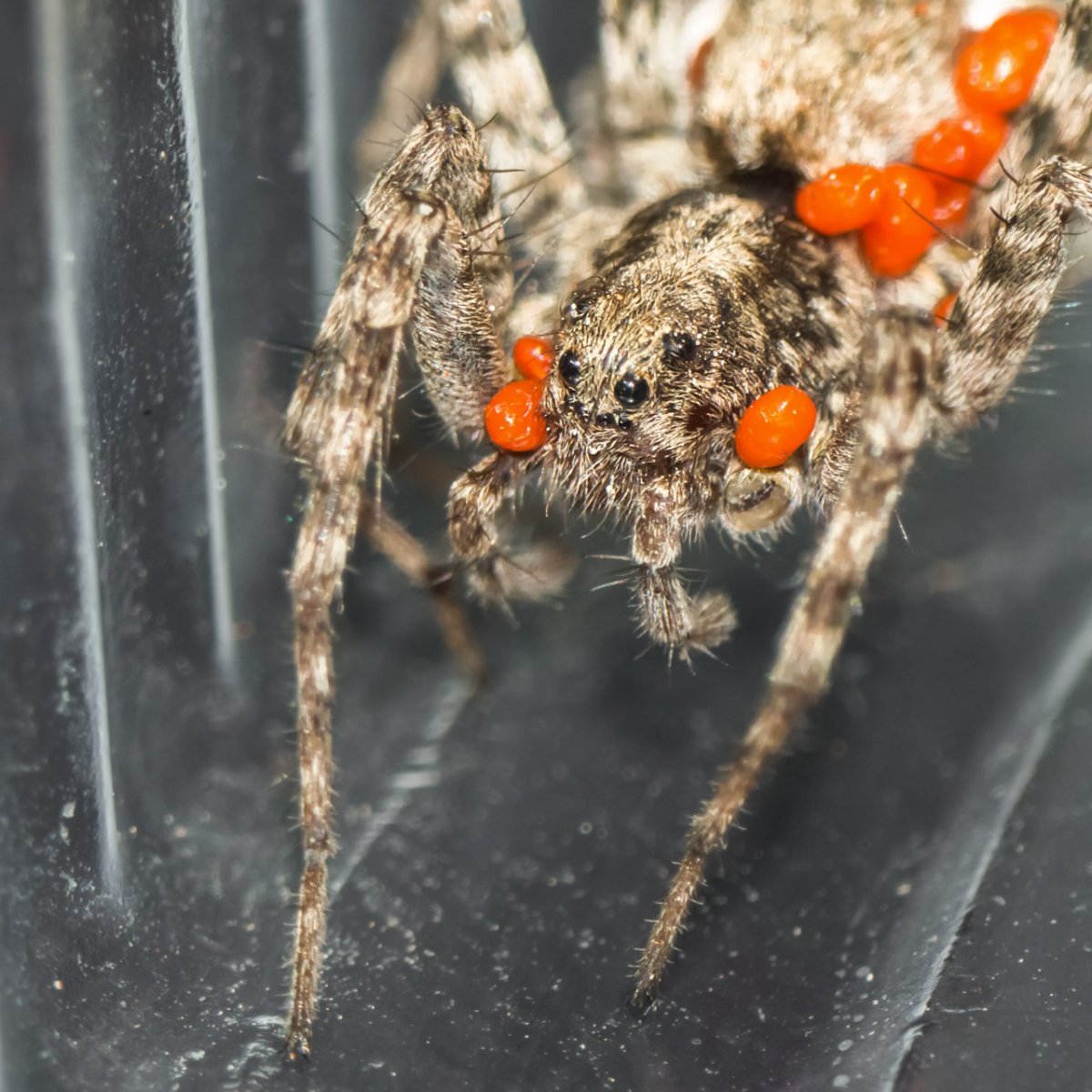 Паук волк с паучатами