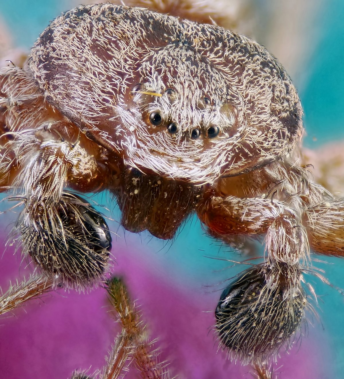 Летающий паук