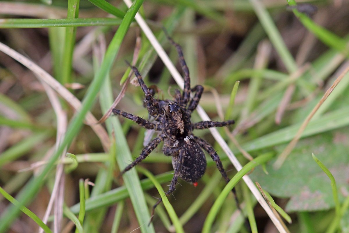 Паук-волк Тарантул Крымский