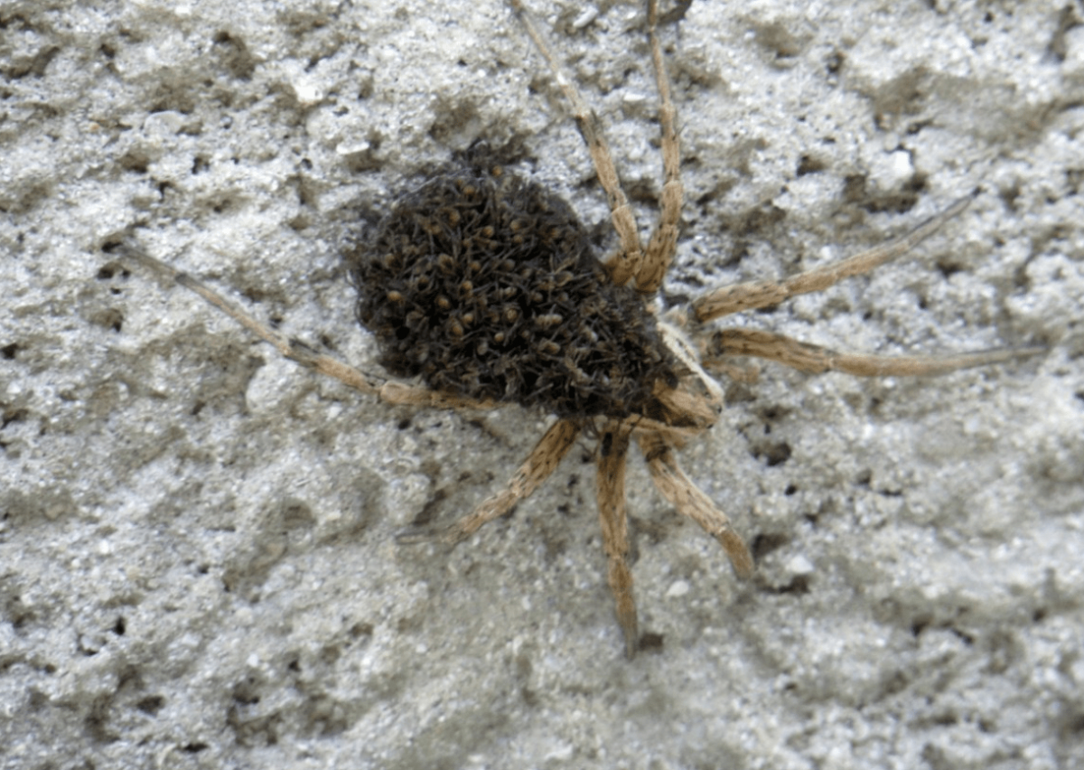 Паучиха с паучками