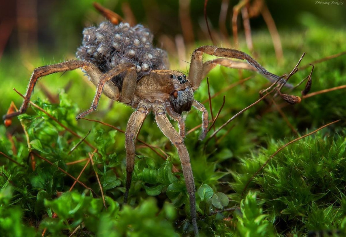 Паук с паучатами