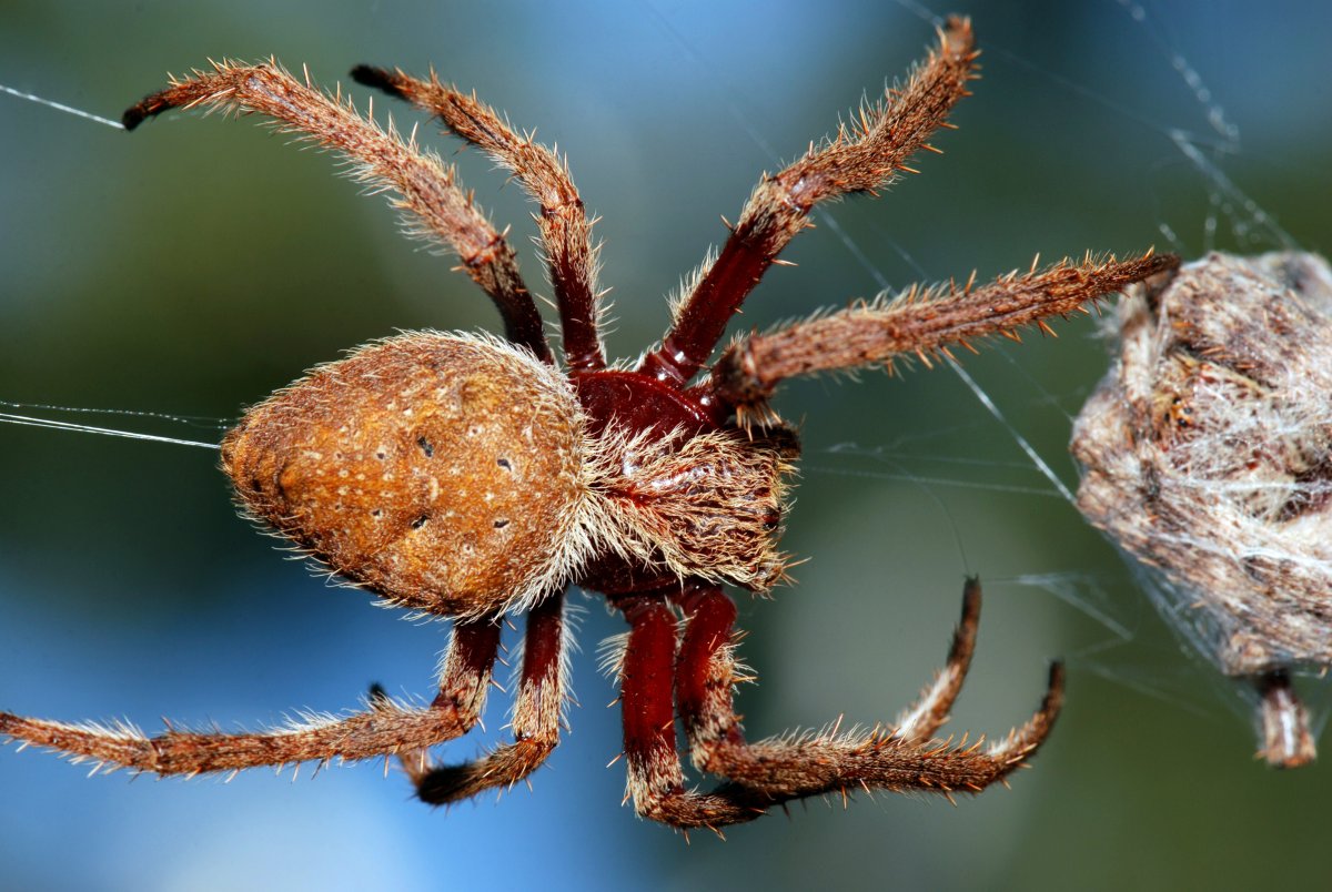 Паук крестовик