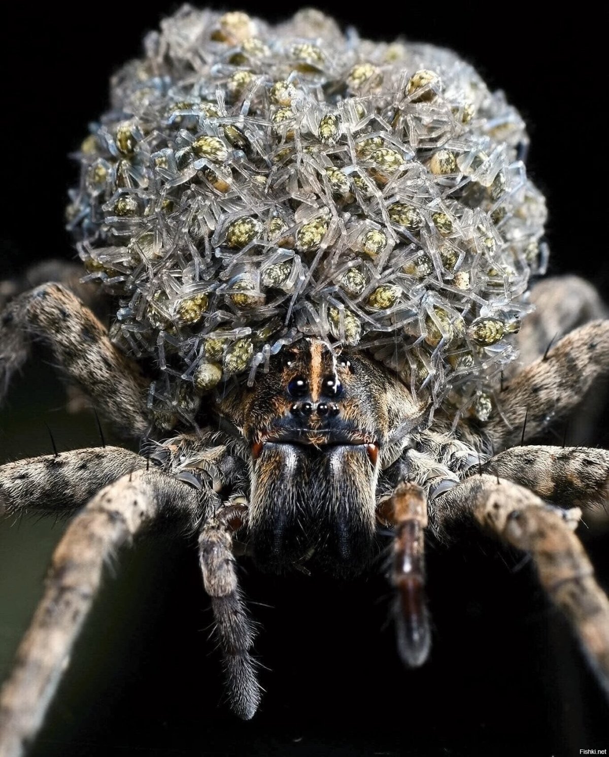 Паучата паука волка