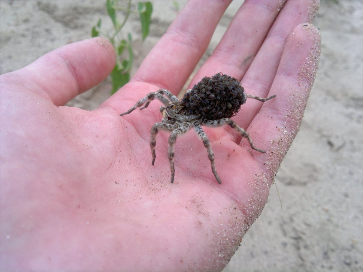 Южнорусский Тарантул с паучатами на спине