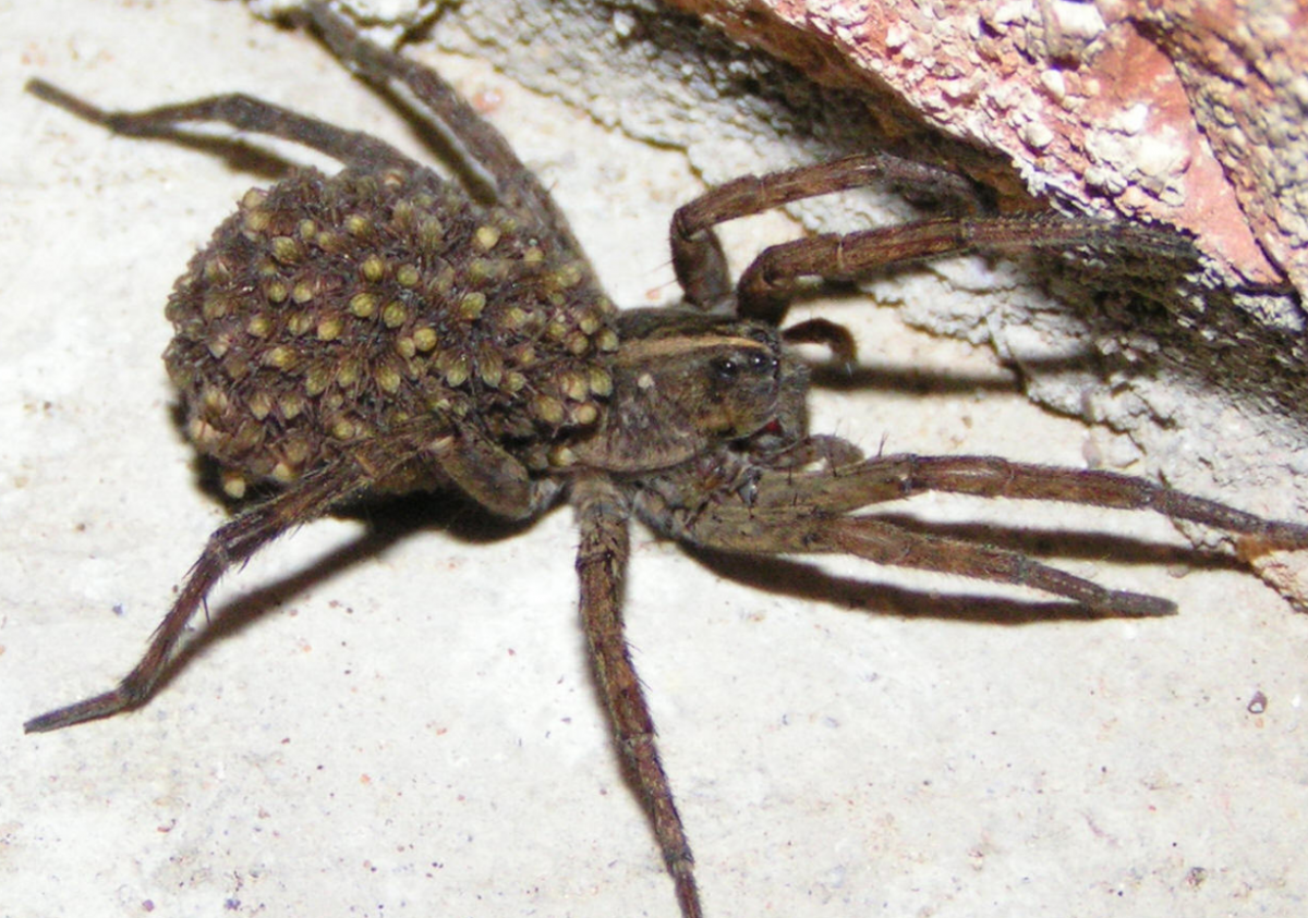 Каролинский паук-волк