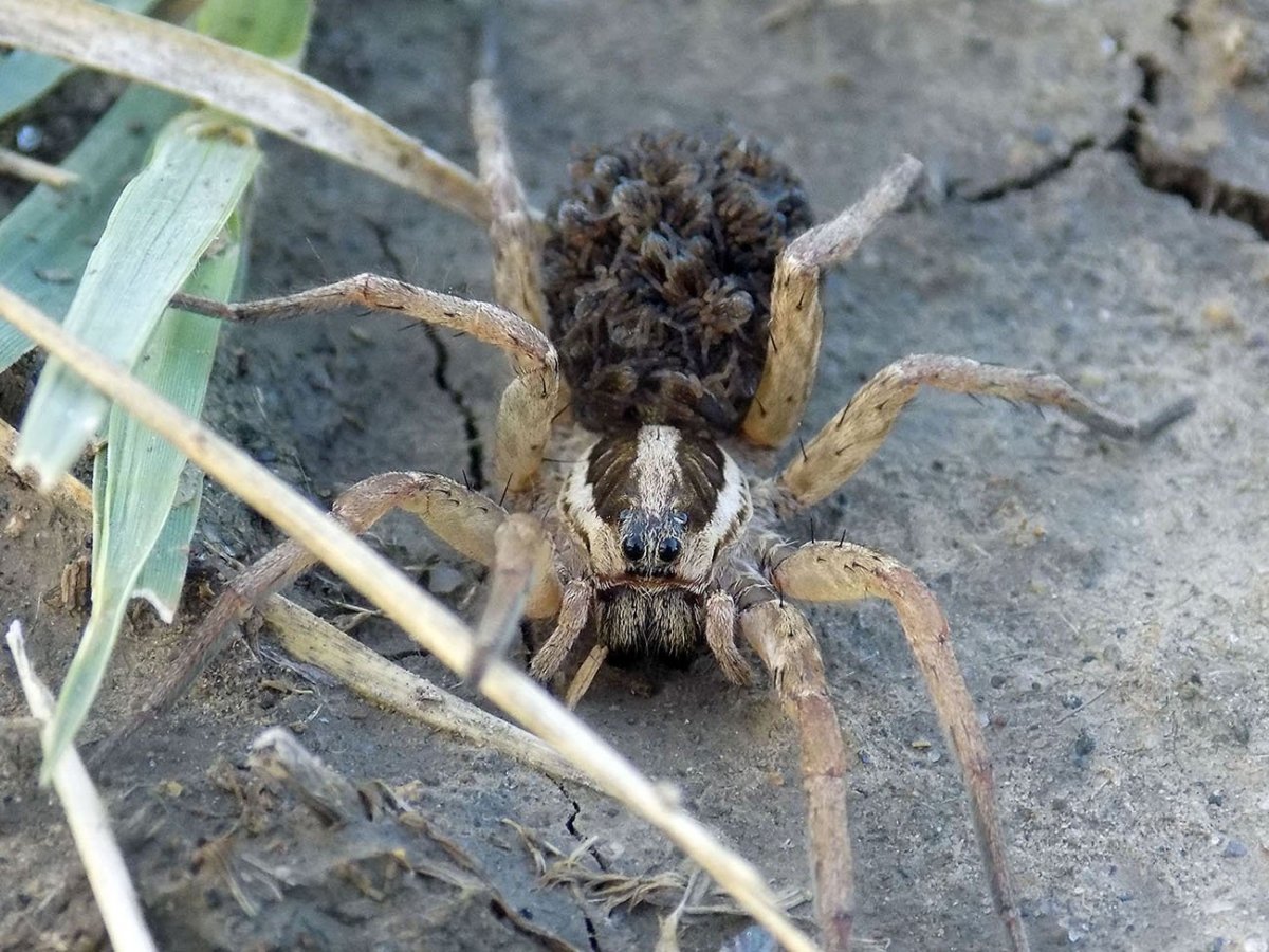 Паук волк с паучатами на спине