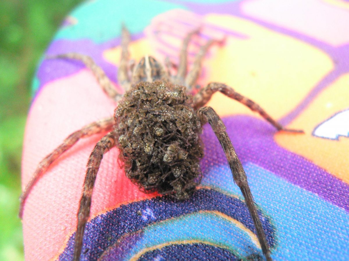 Даурский паук волк