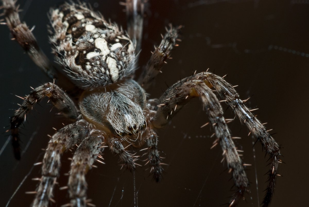 Паук Аранеус диадематус