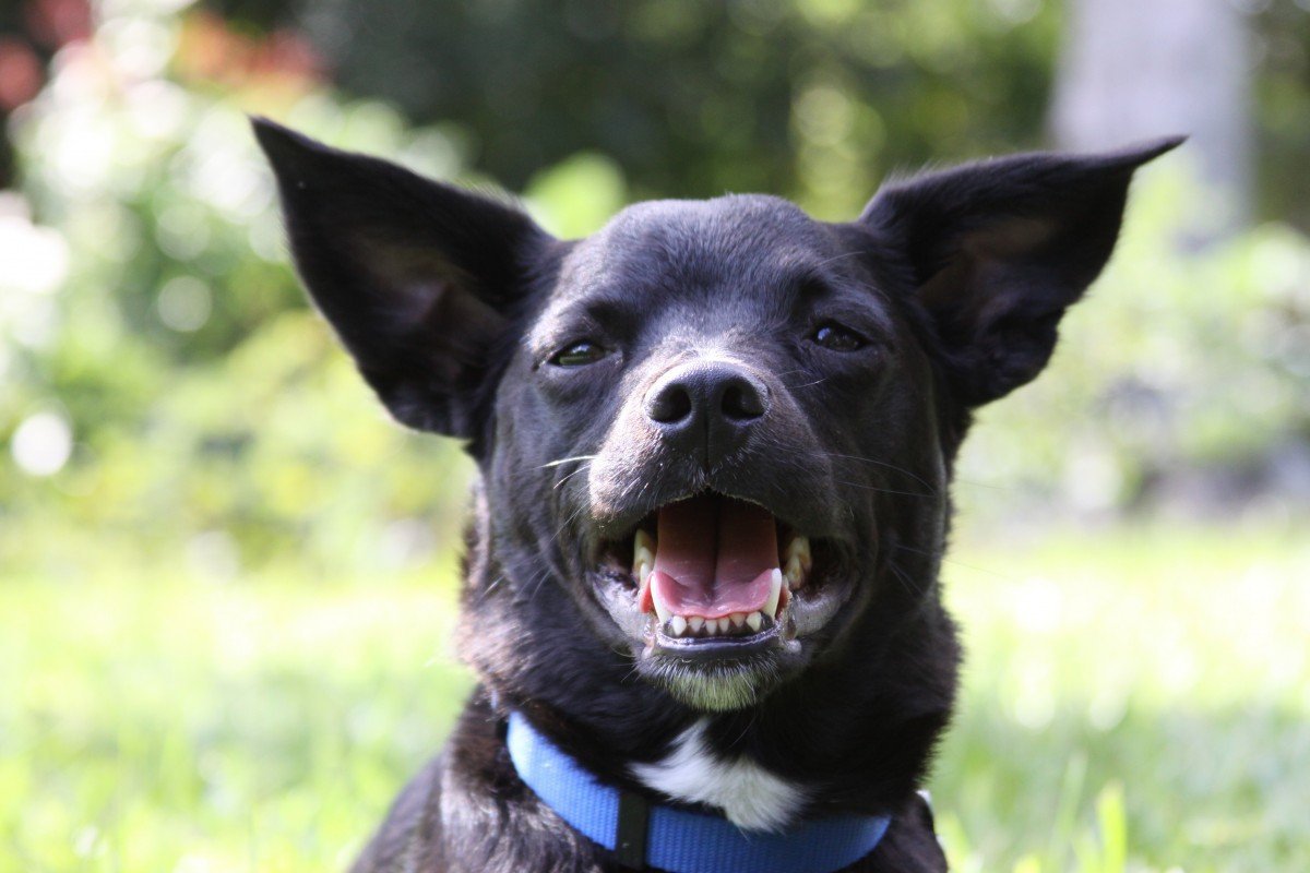 Грустные собаки лайки