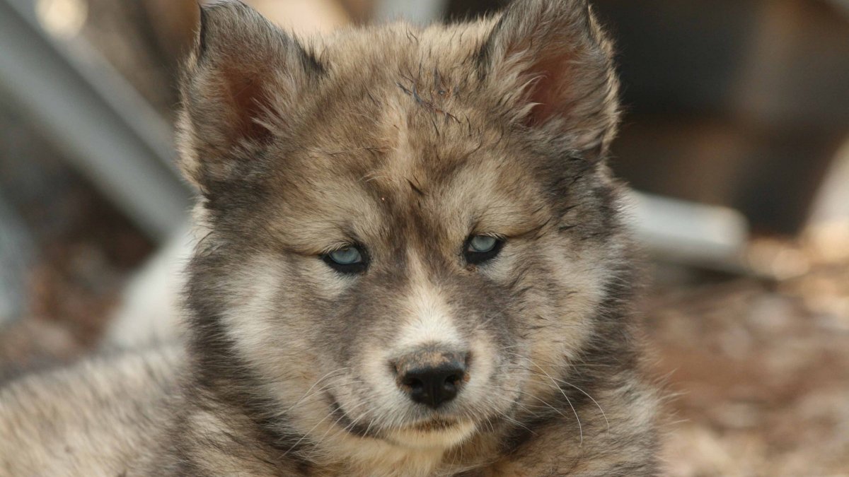 3840x2160 хаски