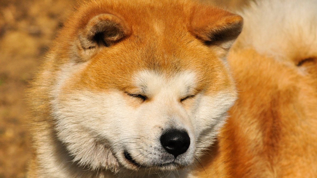 Сиба ину Хатико