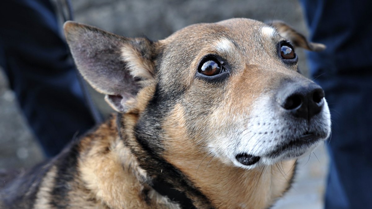 Рыжая собака