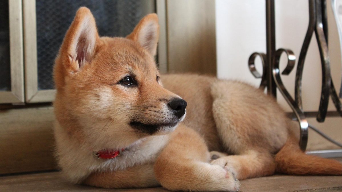 Акита ину медведь