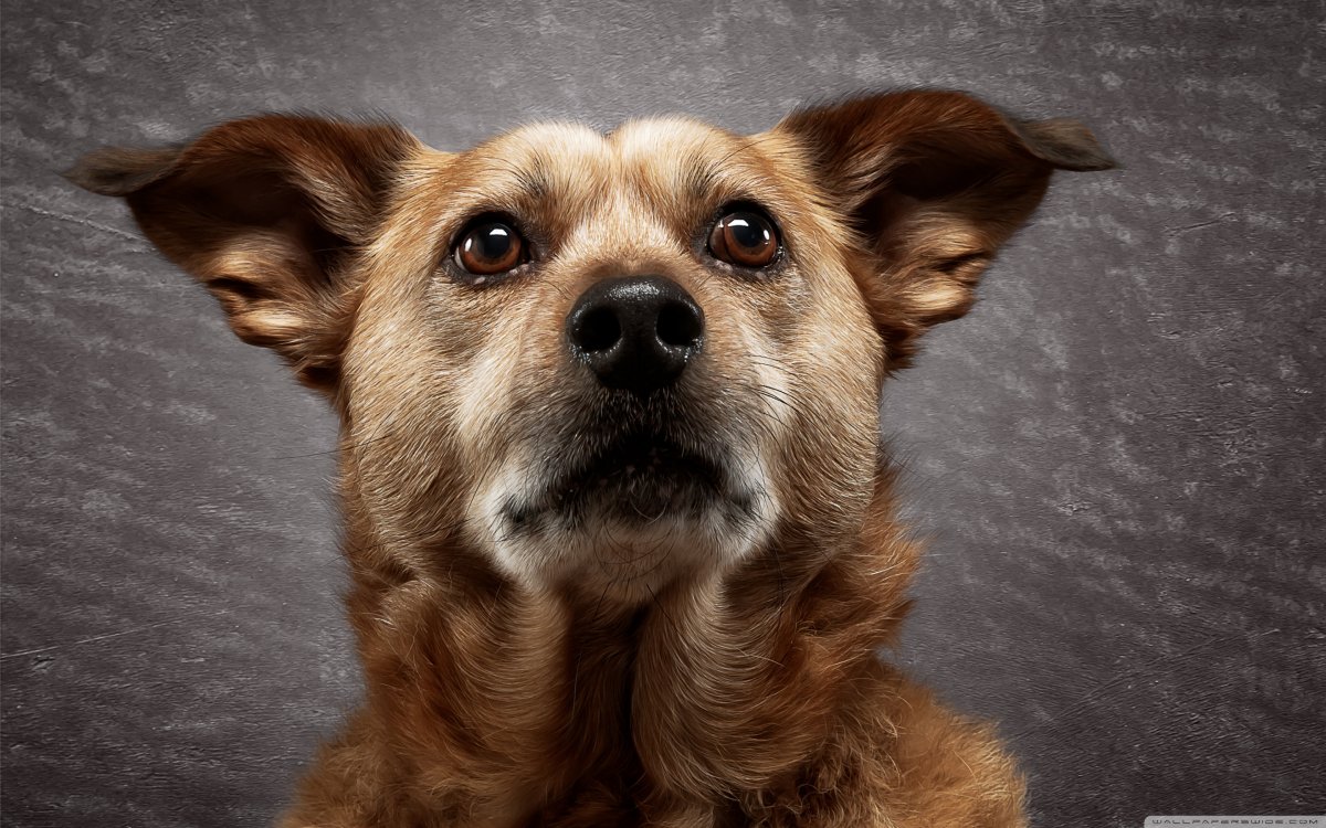 Белая собака на серамфоне