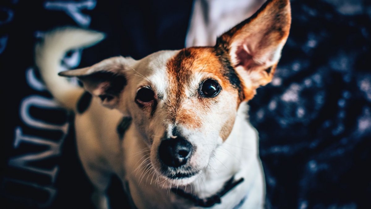 Красивый Волчонок