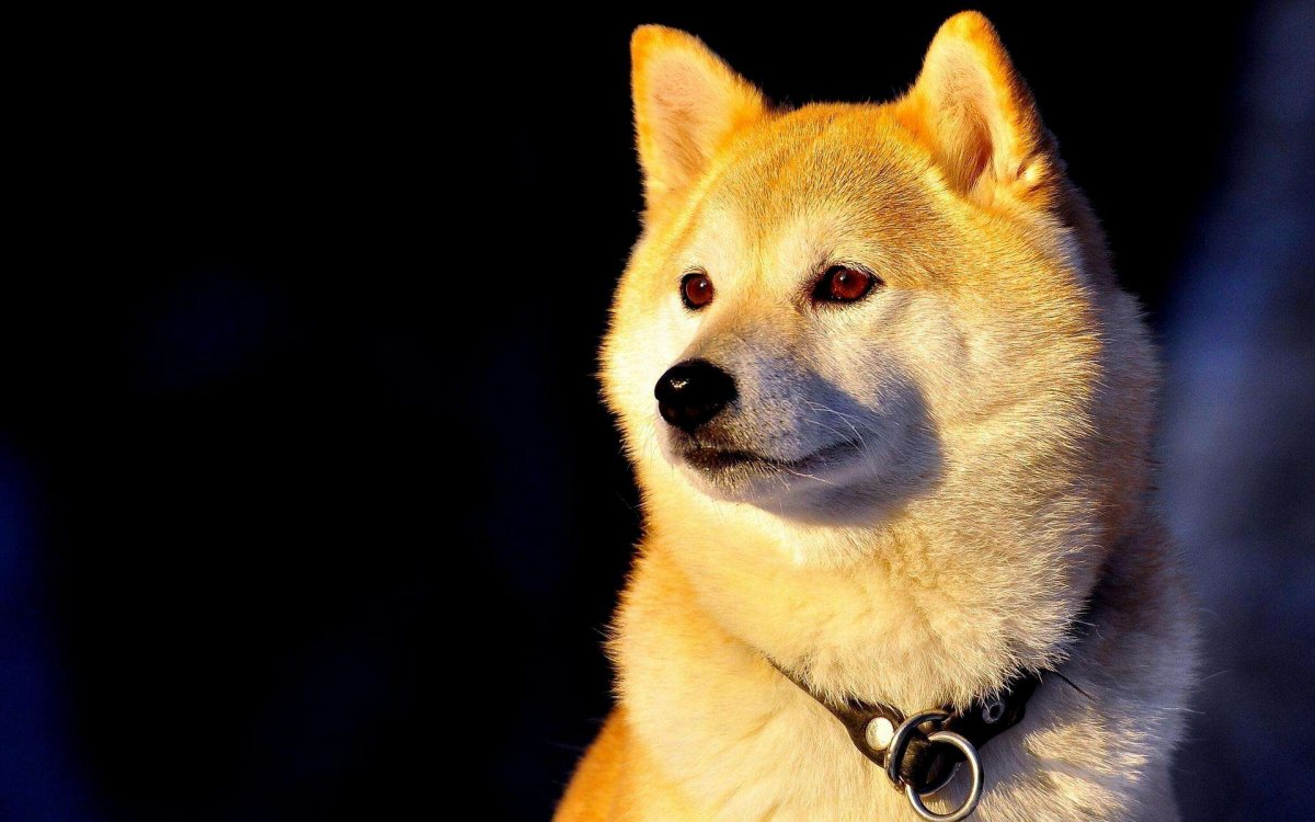 Весенний корги