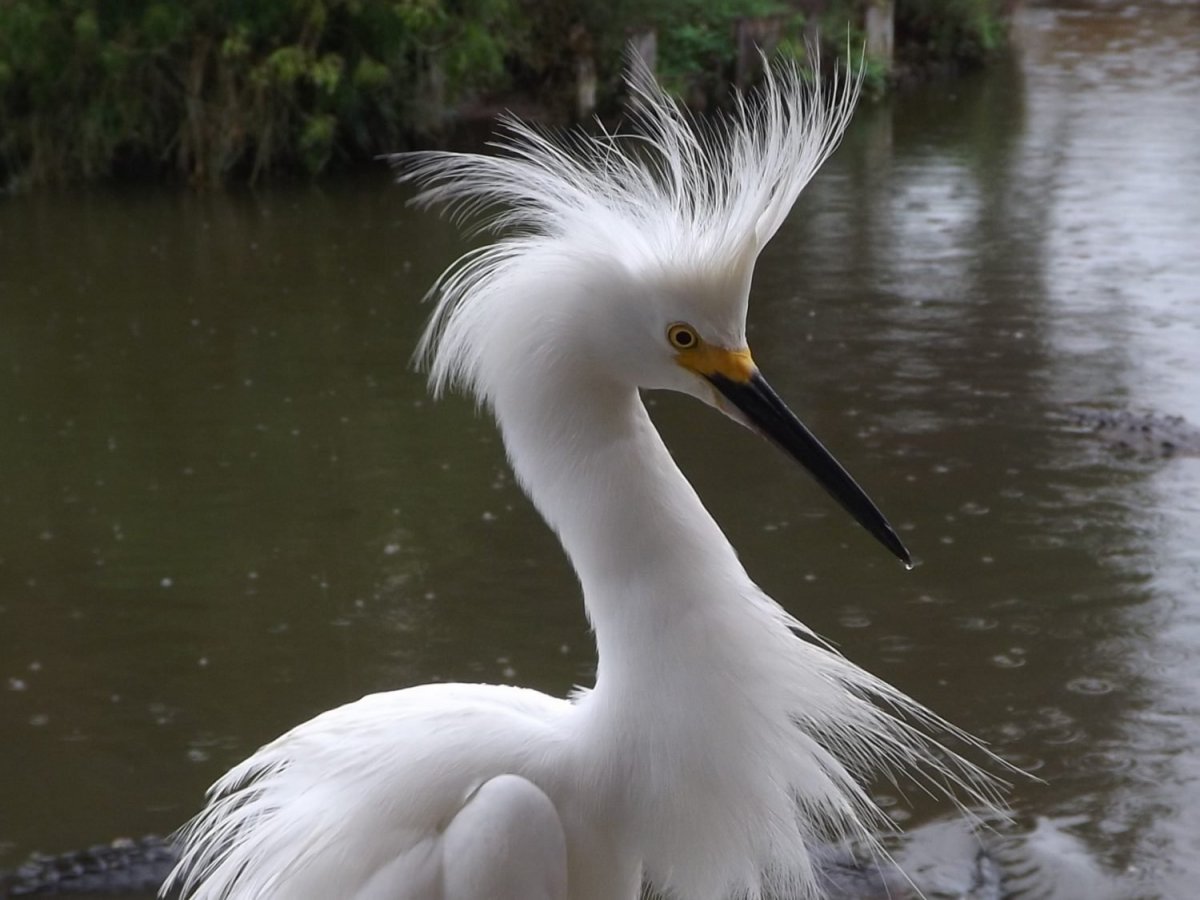 Птица с длинным хохолком