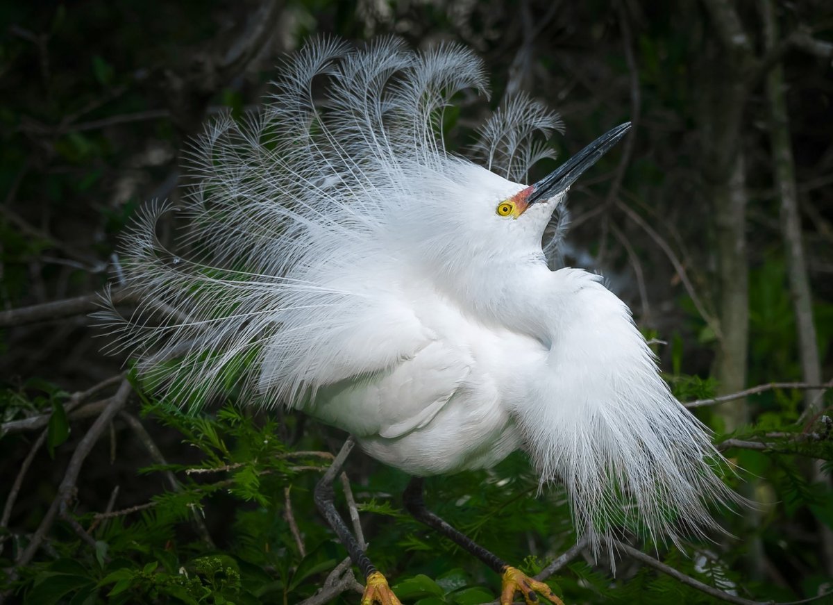 Египетская белая цапля