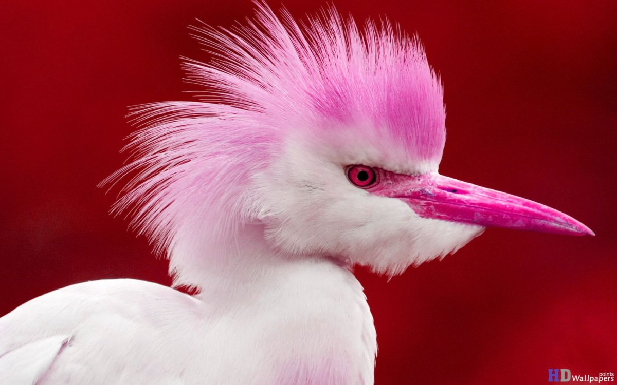 «Голубые сойки»