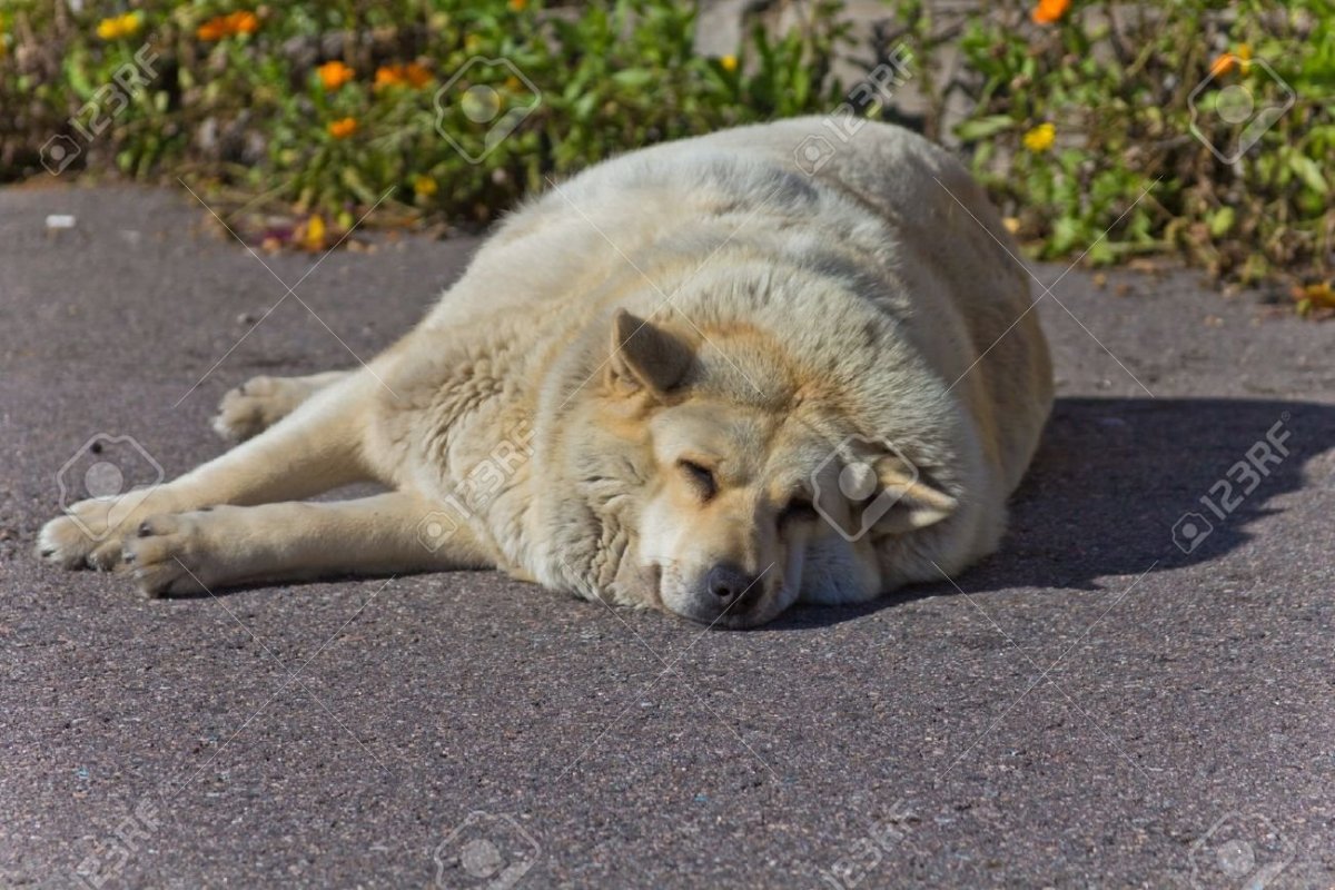 Большие собаки чау чау
