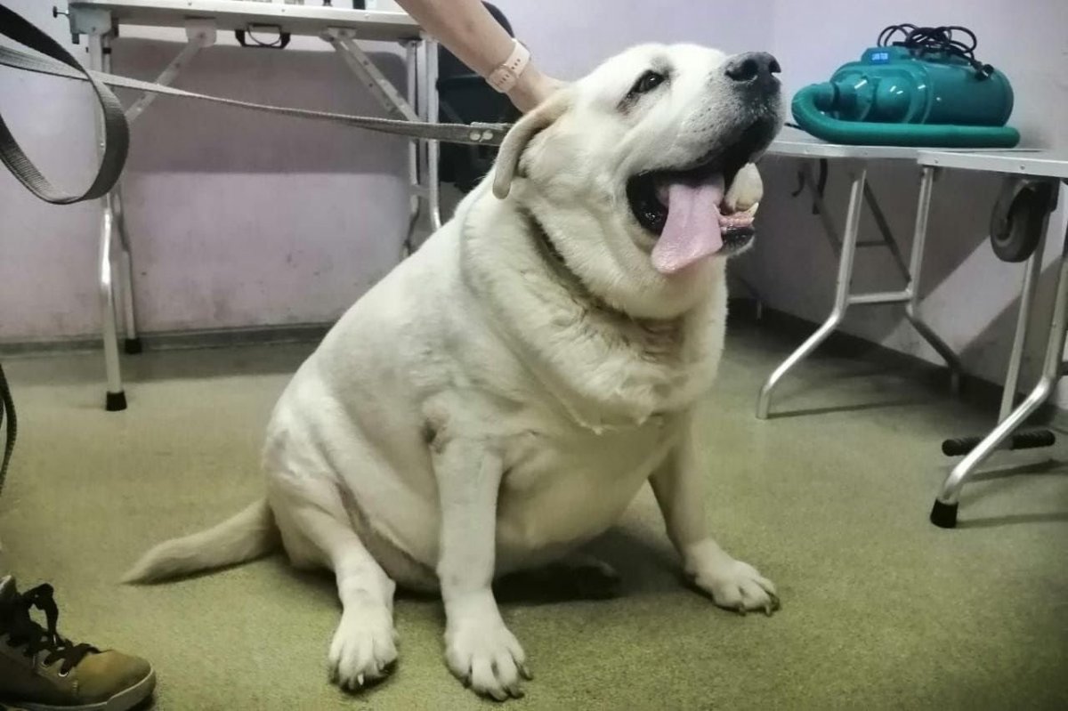 Пухлый волк