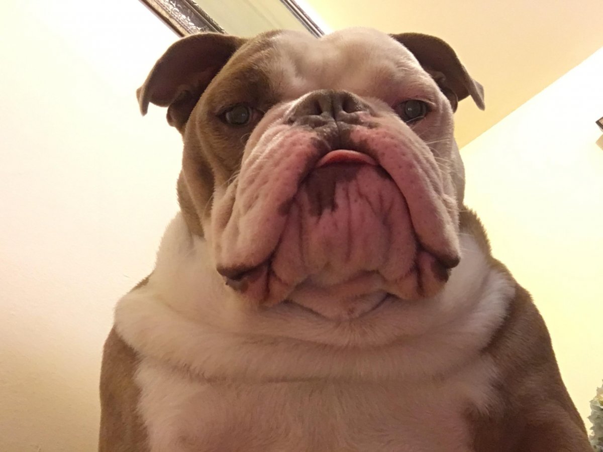 2 Жирные собаки смотрят в камеру