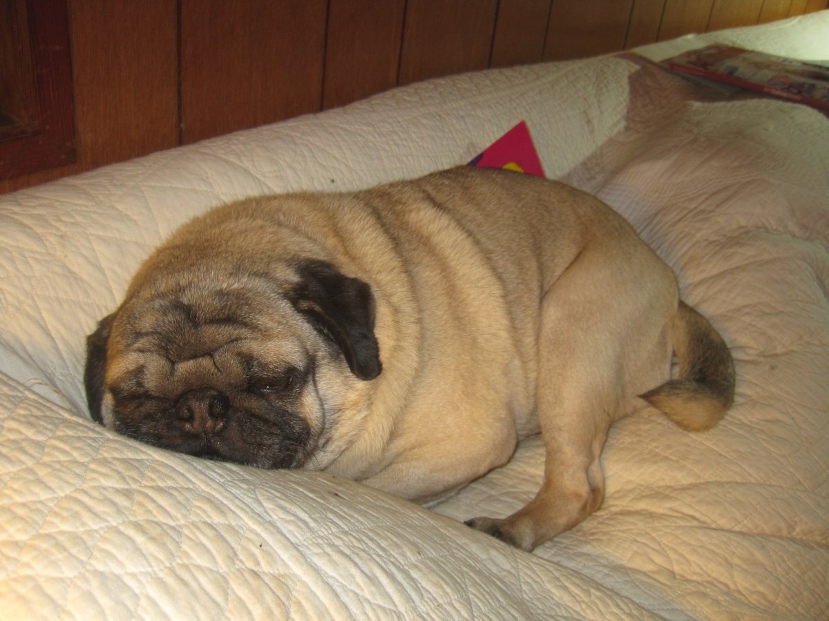 Ожирение у собак