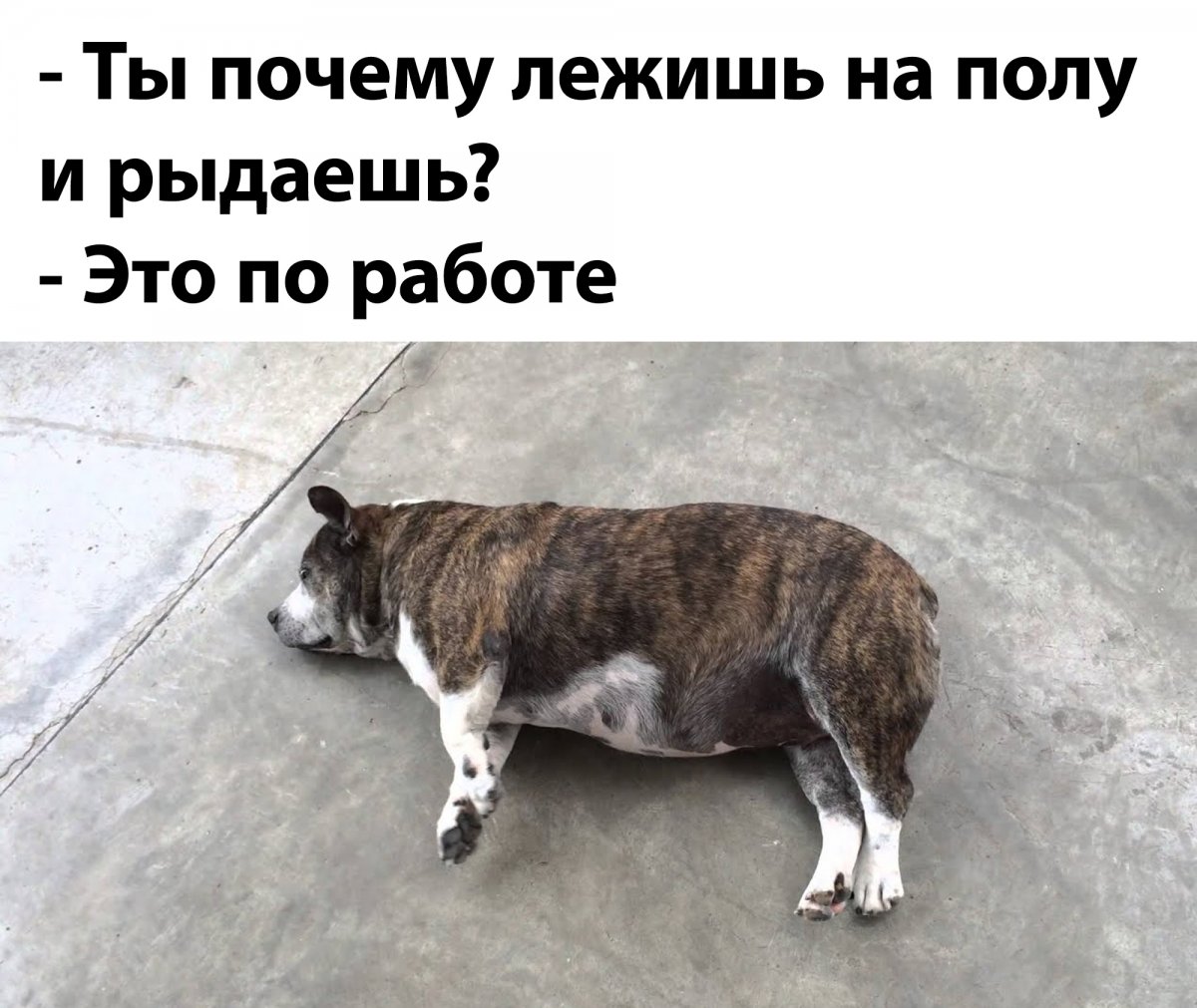 Собака чау-чау жирная