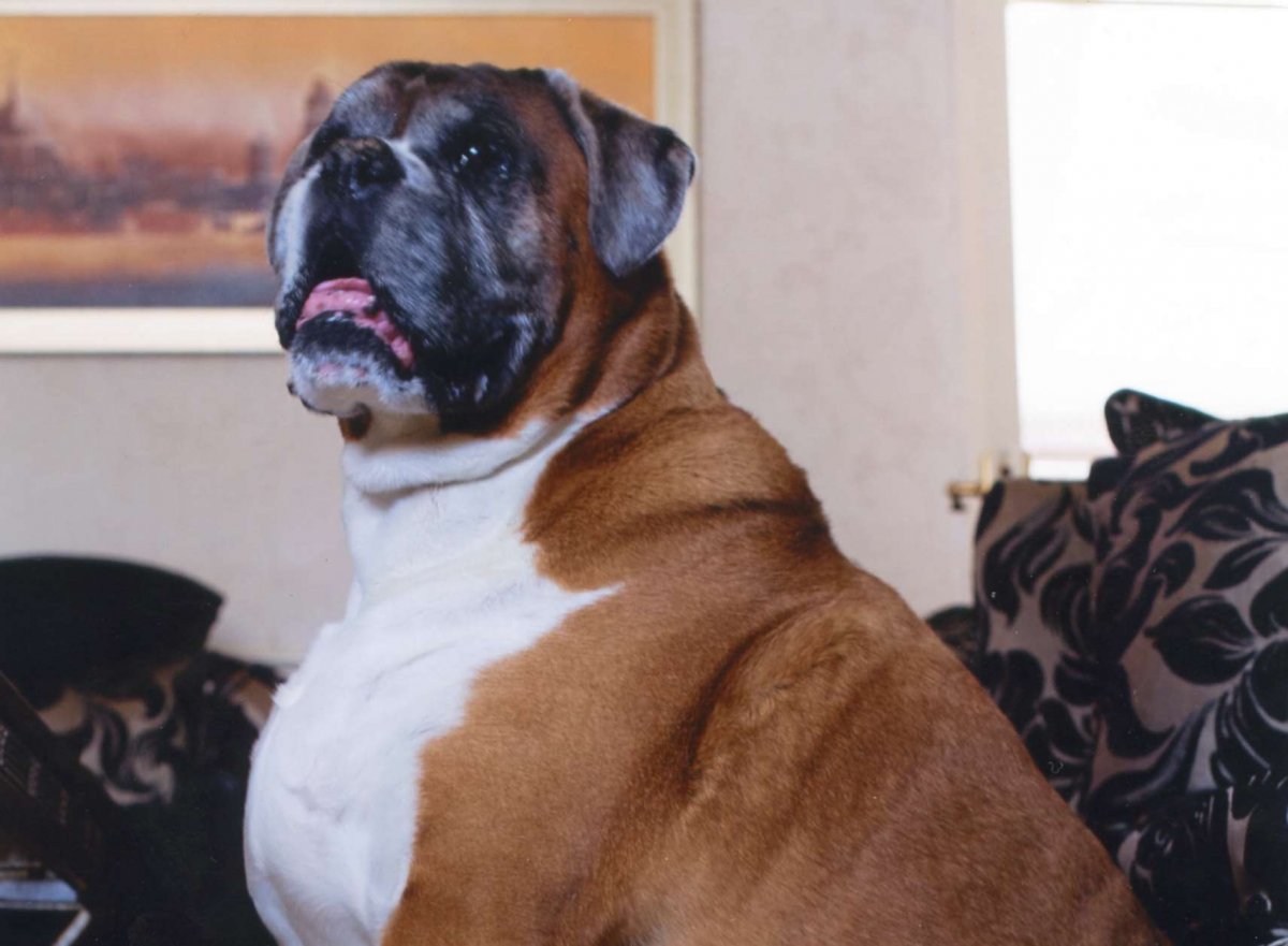 Толстые собаки спят