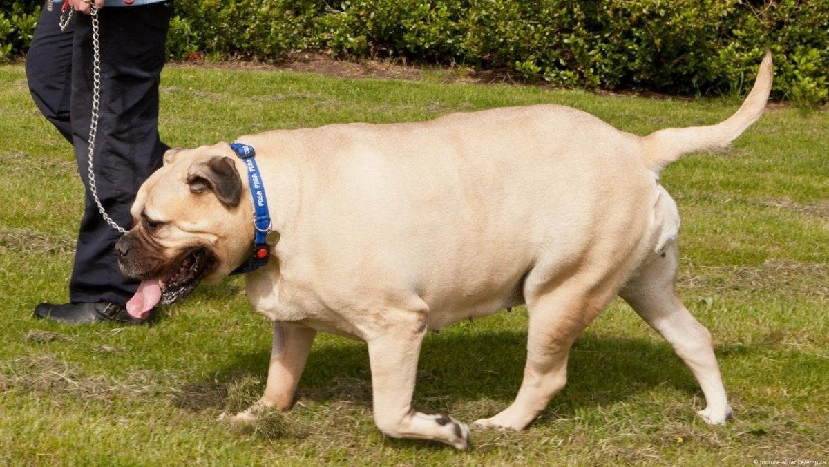 Толстая такса