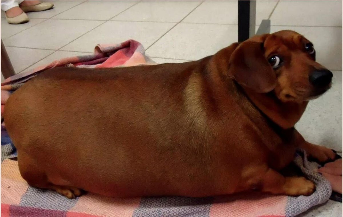 Коричневый Мопс