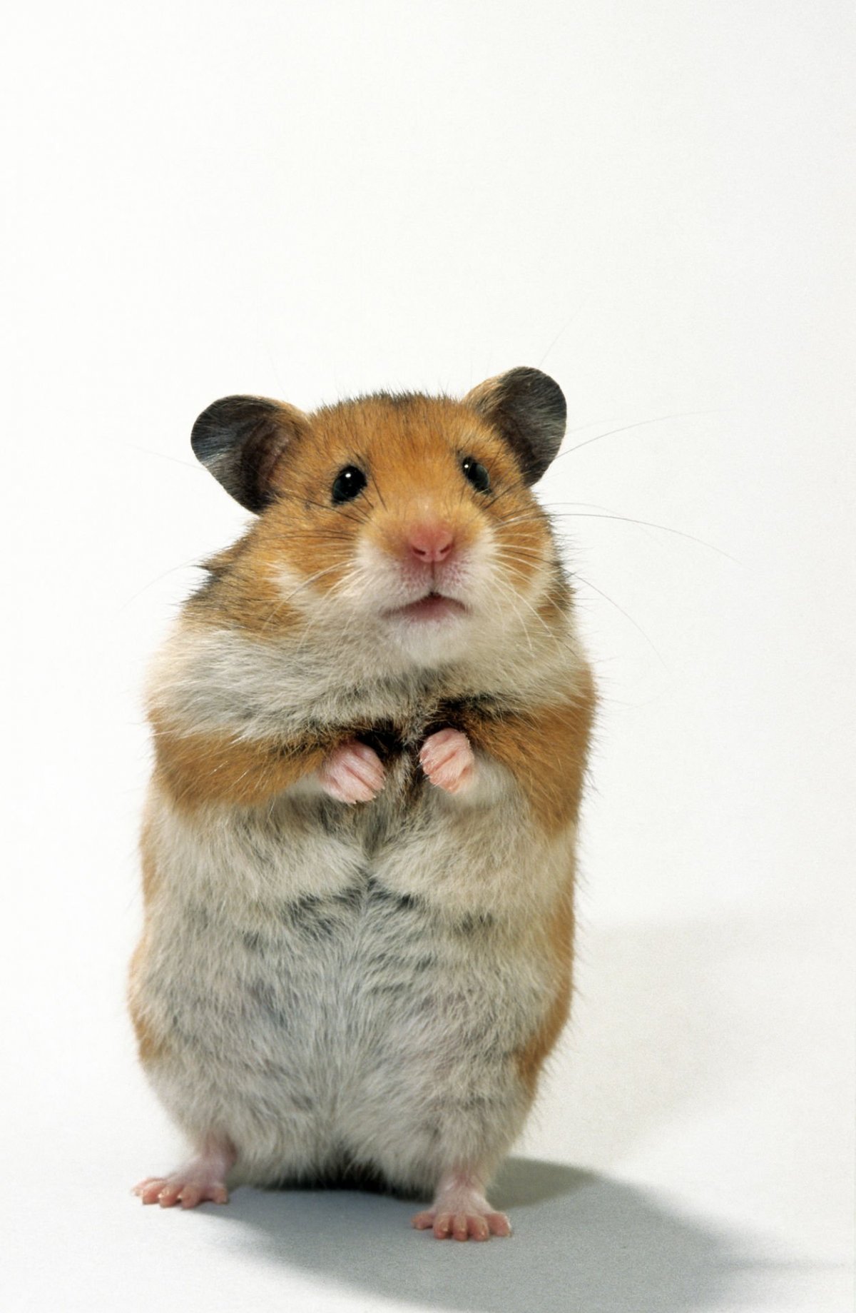 Мемы с хомяками