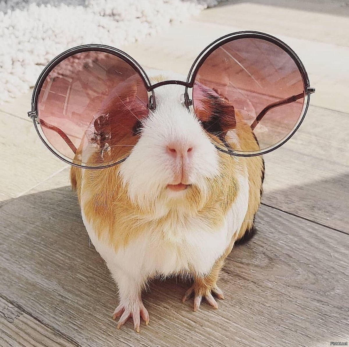 Смешные хомяки