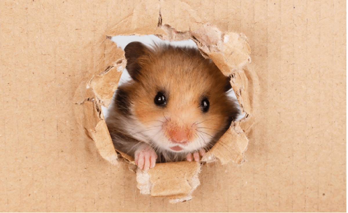 Сирийский золотистый хомячок